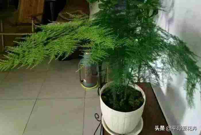 送给老师的花（准备3种花献给老师）