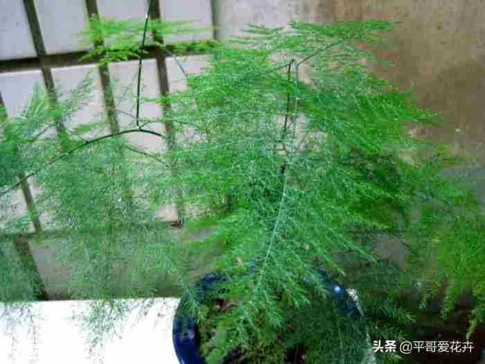 送给老师的花（准备3种花献给老师）