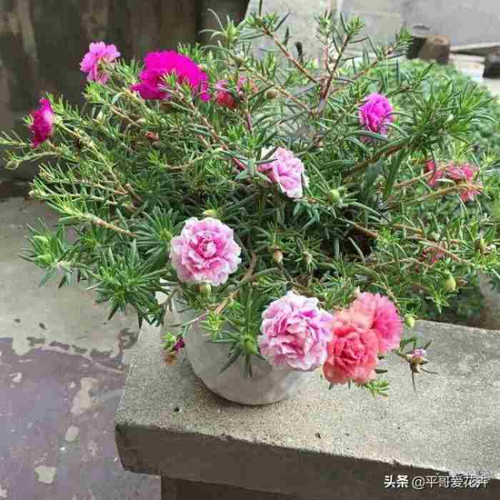 送给老师的花（准备3种花献给老师）