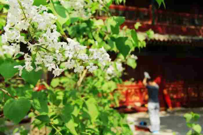 灵隐寺求什么最灵（灵隐寺头香票已预售）