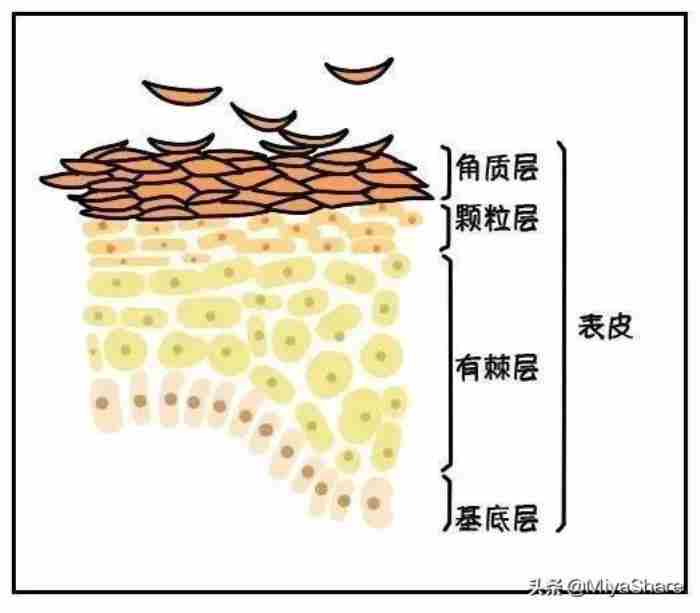 肌底液和精华哪个重要（肌底液和精华液有什么差别）