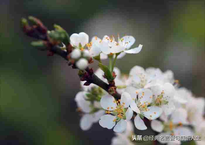 同学情经典语录（写给所有老同学的年末感言）