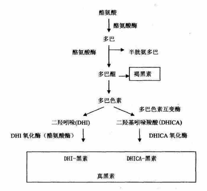 黑色素沉淀怎么去除 黑色素形成的过程是什么