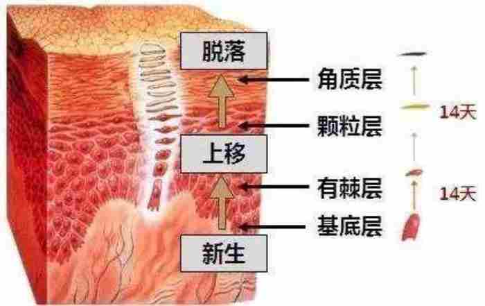 黑色素沉淀怎么去除 黑色素形成的过程是什么