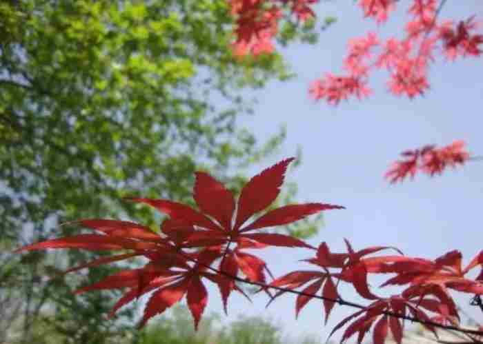 春天的红枫叶诗词合集 南宁枫叶的地方有哪些