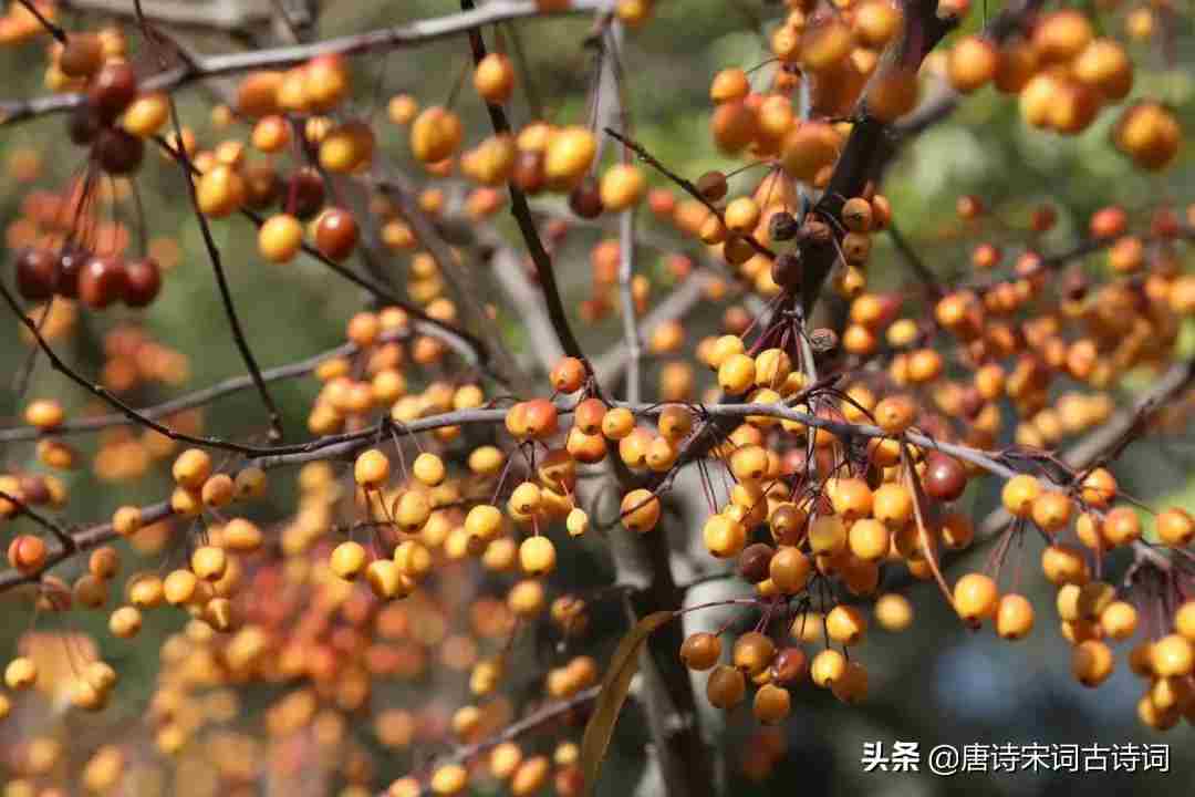 给最思念的人说一句话|如花|月光|我的思念