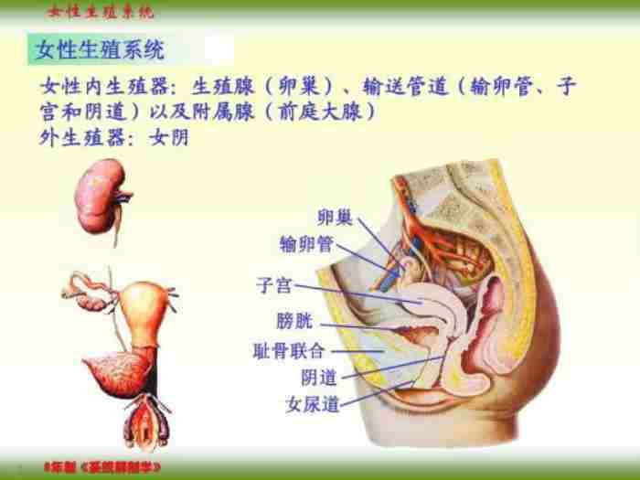 科普!关于女性下体器官的剖面模型讲解以及解释了一部分问